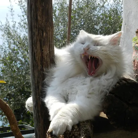 La Dolce Szálloda Positano
